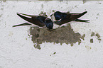 common house martins