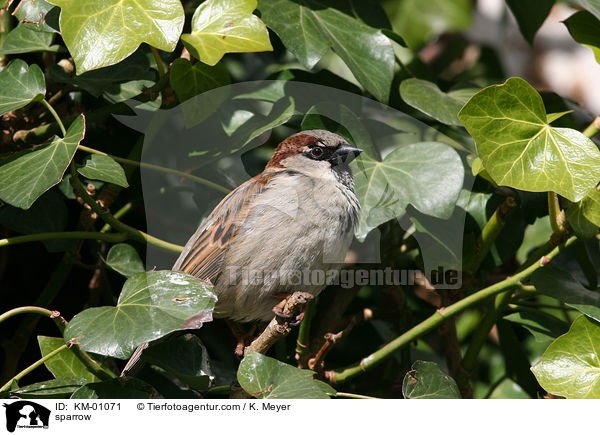 sparrow / KM-01071