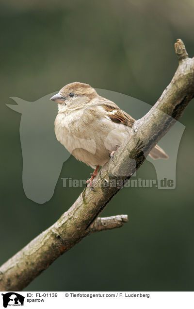 sparrow / FL-01139