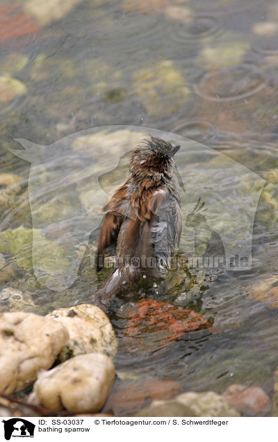 bathing sparrow / SS-03037