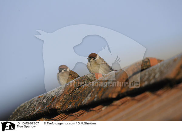 Tree Sparrow / DMS-07307