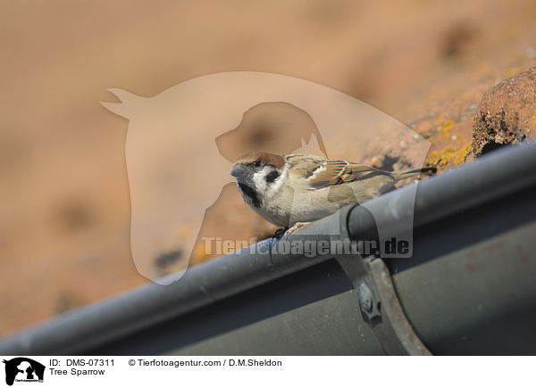 Tree Sparrow / DMS-07311