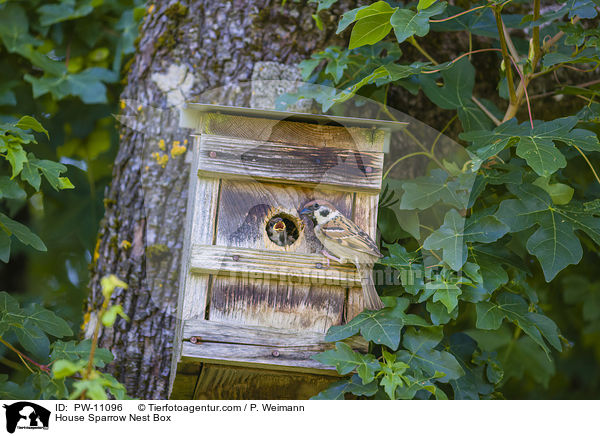 House Sparrow Nest Box / PW-11096