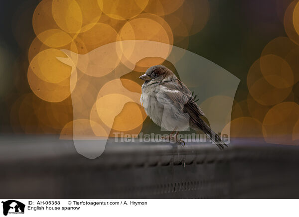English house sparrow / AH-05358