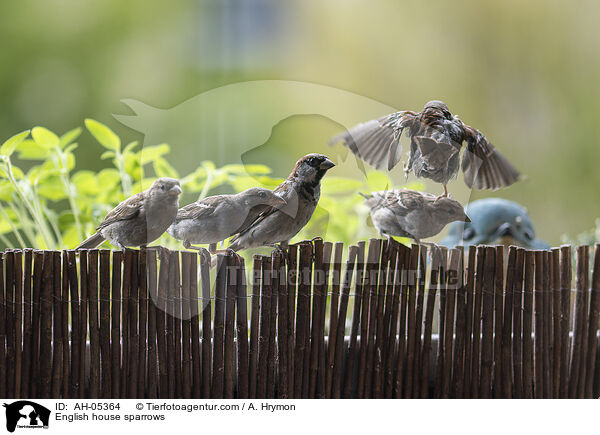 English house sparrows / AH-05364