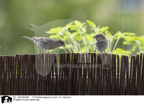 English house sparrows / AH-05366