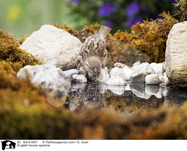 English house sparrow / SA-01647