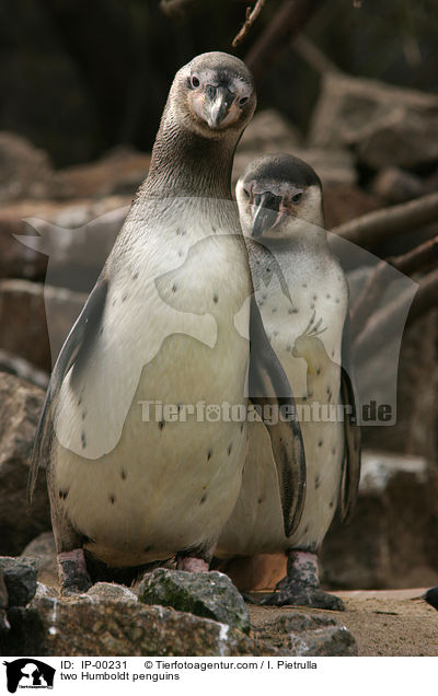 two Humboldt penguins / IP-00231