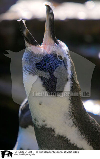 Humboldt penguin / DMS-01831