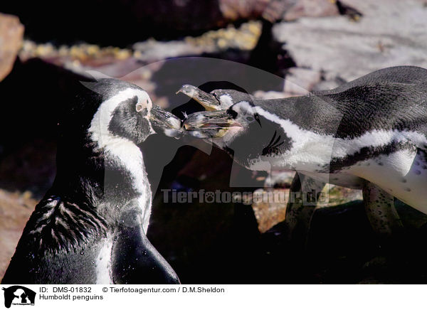 Humboldt penguins / DMS-01832