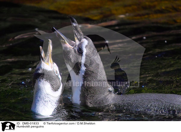Humboldt penguins / DMS-01833