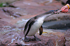 feeding a Humbold penguin
