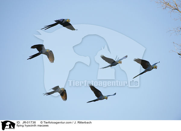 flying hyacinth macaws / JR-01736