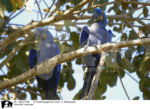 hyacinth macaws / JR-01765