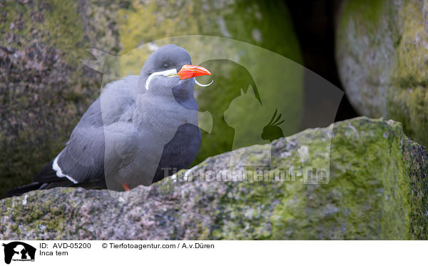 Inca tern / AVD-05200