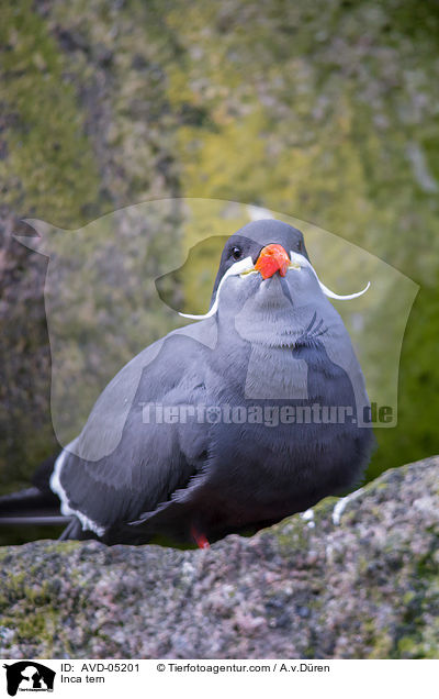 Inca tern / AVD-05201