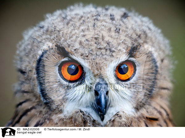 bengal eagle owl / MAZ-02006