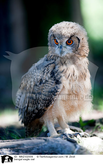 bengal eagle owl / MAZ-02009