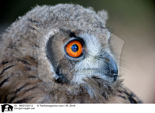 bengal eagle owl / MAZ-02012