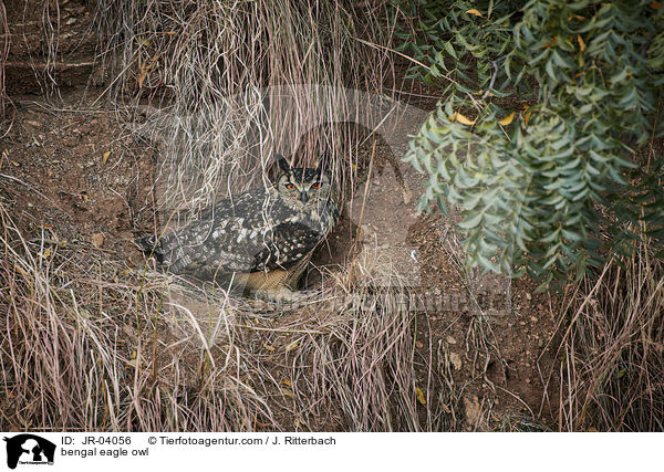 bengal eagle owl / JR-04056