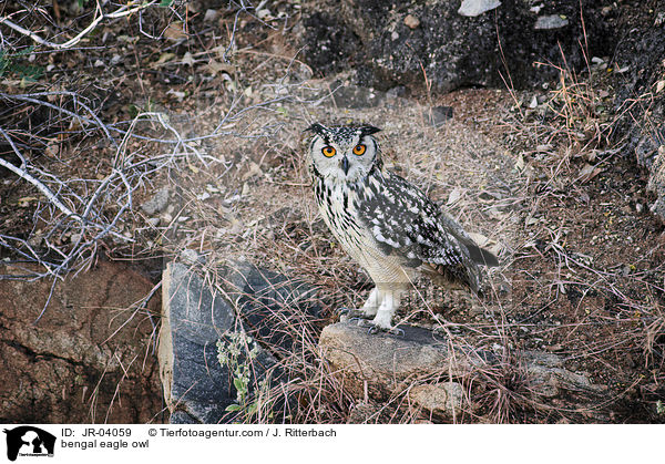 bengal eagle owl / JR-04059