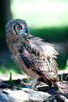 bengal eagle owl