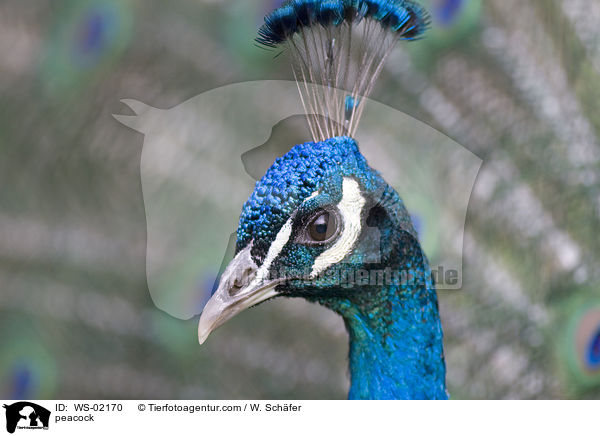 peacock / WS-02170