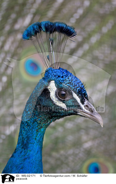 peacock / WS-02171