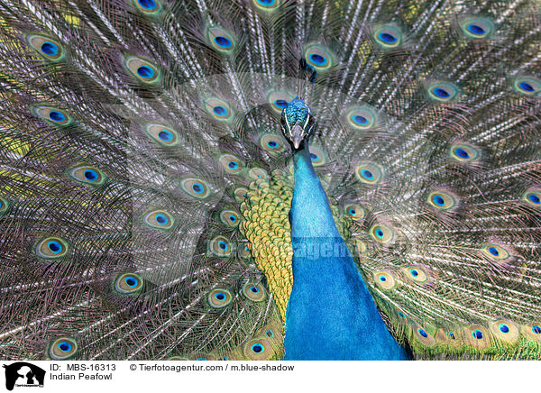 Blau indischer Pfau / Indian Peafowl / MBS-16313