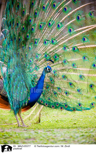 Blau indischer Pfau / peafowl / MAZ-05577
