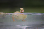 Indian runner duck chick
