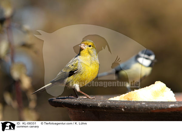 common canary / KL-08331