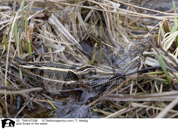 jack Snipe in the water / THA-07296