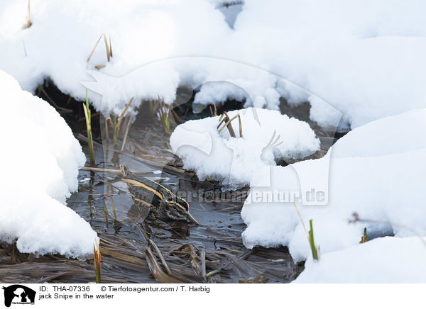 jack Snipe in the water / THA-07336