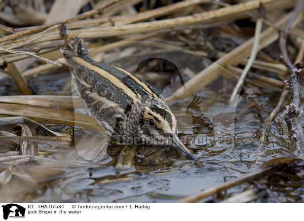 jack Snipe in the water / THA-07584