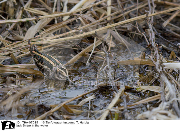 jack Snipe in the water / THA-07585