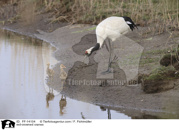 red-crowned cranes / FF-14104