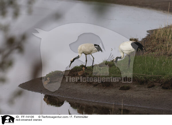 red-crowned cranes / FF-14106
