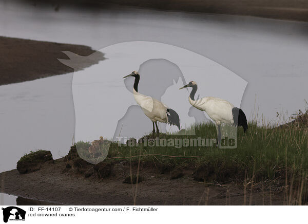 Mandschurenkraniche / red-crowned cranes / FF-14107