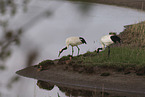 red-crowned cranes