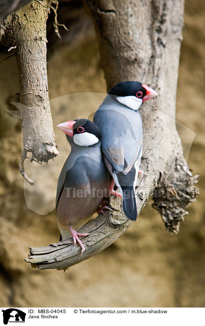 Java finches / MBS-04045
