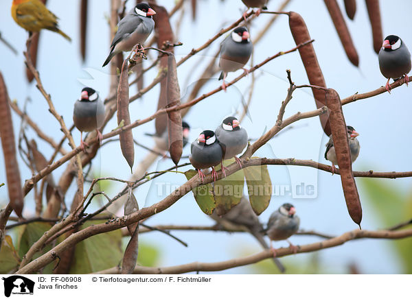 Java finches / FF-06908