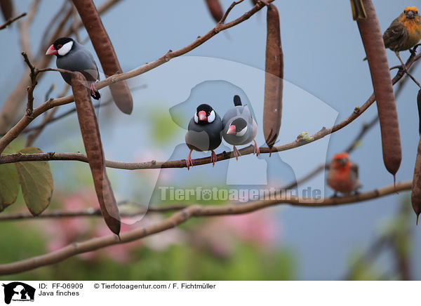Java finches / FF-06909