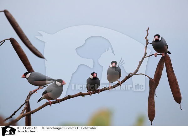 Java finches / FF-06915