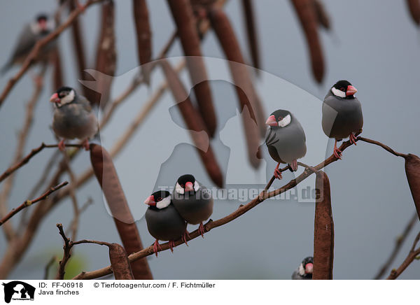 Java finches / FF-06918