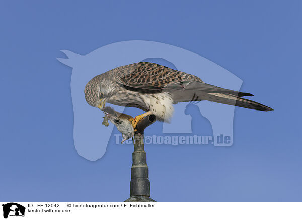 kestrel with mouse / FF-12042