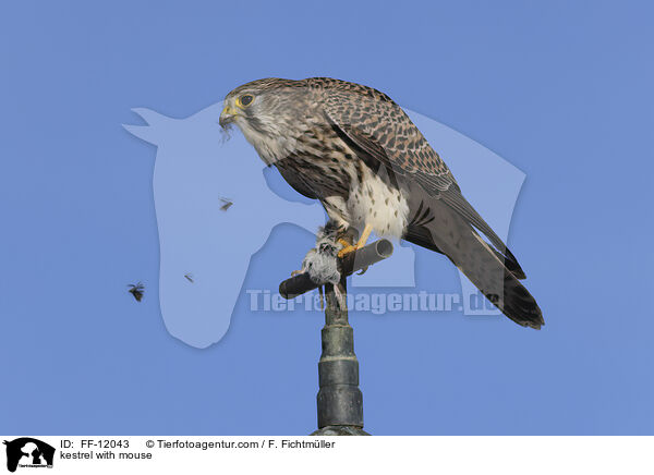 kestrel with mouse / FF-12043