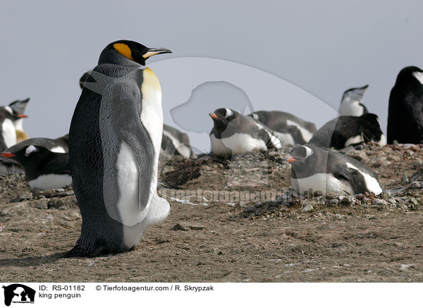Knigspinguin / king penguin / RS-01182
