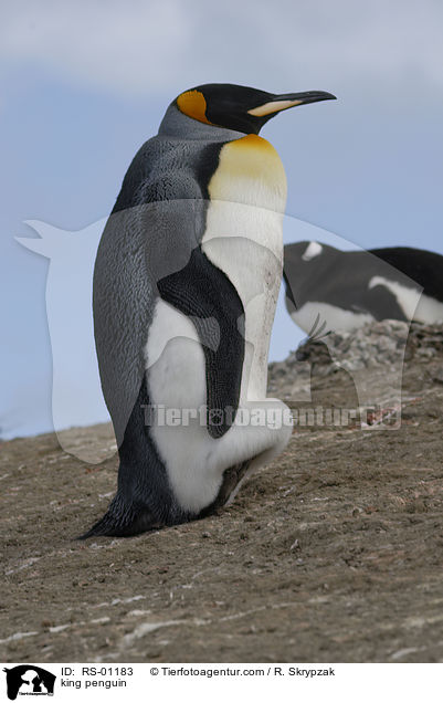 king penguin / RS-01183