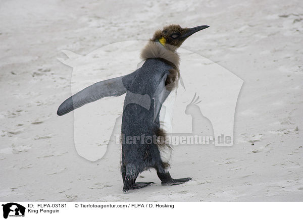 King Penguin / FLPA-03181